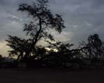 1,000 year old carob tree - site of a time control