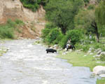 Gaucho at work